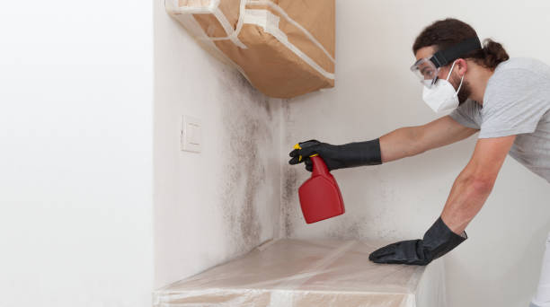 Professional Black Mold Remediation technician working in Riverside, PA